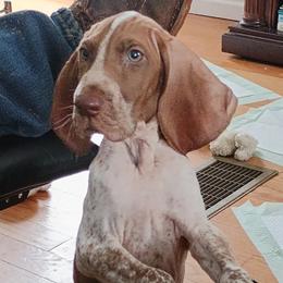 Bracco Italiano puppies from Bracco Dynasty