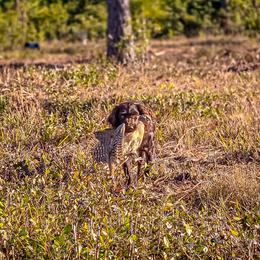Boykin Spaniel, English Springer Spaniel, and Rat Terrier Puppies from 31 Pines Kennels