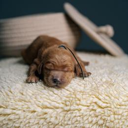 Oakley - Red  male Goldendoodle puppy in Duncan, South Carolina from Abner Creek Poodles & Doodles