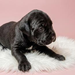 Black Girl 3 - Black female Cane Corso puppy in Haslet, Texas from Trained To Go Corso Kennels (T.T.G. Corso Kennels)