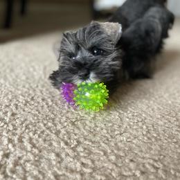 Miniature Schnauzer Puppies from Fraizer Farms