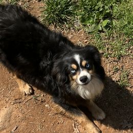Toy Australian Shepherd puppies from Rambling L Toy& Mini Aussies