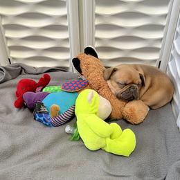 French Bulldog Puppies from Silver Maple Frenchies