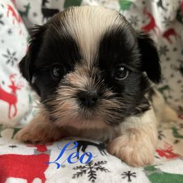 Leo - Black and white male Shih Tzu puppy in Hemet, California from Aloha Shih Tzu