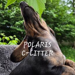Dachshund puppies from Polaris Pups