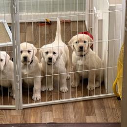 Labrador Retriever puppies from Viklan Labradors