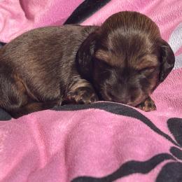 Vex - Chocolate and cream male Dachshund puppy in Proctor, Montana from Blue Star Dachshunds