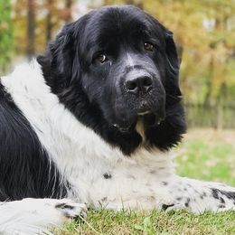 Great Pyrenees and Newfoundlands from Sweet’s Gentle Giants