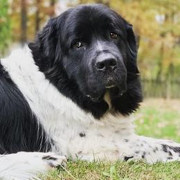 Great Pyrenees and Newfoundlands from Sweet’s Gentle Giants