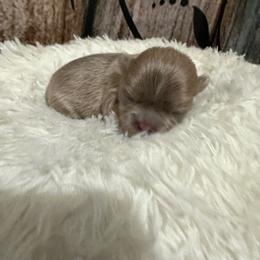Girl 2 - Liver female Shih Tzu puppy in Bethpage, Tennessee from Tennessee's Treasured Shih Tzus