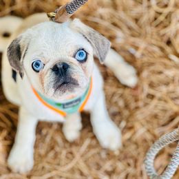 Django - Pug