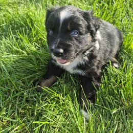 Ian - Black tri-color male Australian Shepherd puppy in Harrodsburg, Kentucky from Triple M Aussies