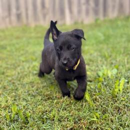 Salem - Brindle female Belgian Malinois puppy in Belton, Missouri from Cherry Creek K9