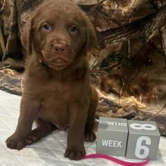Pink Dot - Brown male Chesapeake Bay Retriever puppy in Wisconsin Dells, Wisconsin from Kilbourn Chesapeakes