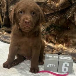 Pink Dot - Brown male Chesapeake Bay Retriever puppy in Wisconsin Dells, Wisconsin from Kilbourn Chesapeakes