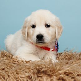 Grace - Light golden Golden Retriever puppy in Heber City, Utah from Wasatch Back Companions
