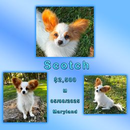 Scotch - White and red male Papillon puppy in Oakland, Maryland from Holly Huxford