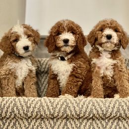 Goldendoodles from Artist Paws Doodles