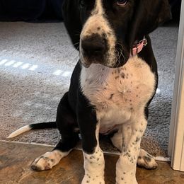 Great Dane Puppies from Blackmon Family Danes