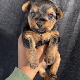 Butter scotch - Black and tan female Yorkshire Terrier puppy in Dallas, Georgia from Shakerra's Yorkshire Terriers