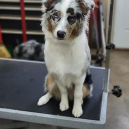 Australian Shepherd Puppies from Grand Ridge Australian Shepherds