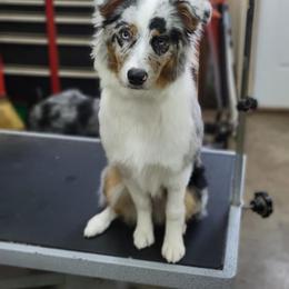 Australian Shepherd Puppies from Grand Ridge Australian Shepherds