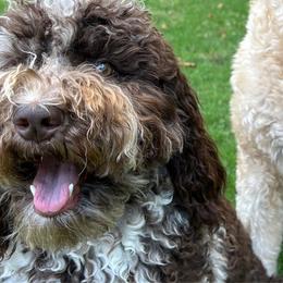 Birdie - Goldendoodle