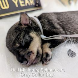 Grey Collar - Salt and pepper male Miniature Schnauzer puppy in Peoria, Arizona from Hall Miniature Schnauzers