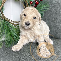 Carmelo - Cream female Poodle puppy in Murrieta, California from Apricot Poodles & Goldendoodles, LLC