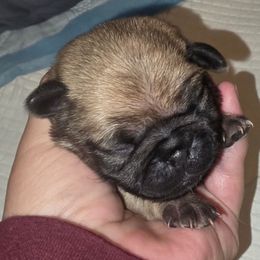Nutmeg-Girl 2 - Fawn female Pug puppy in New Braunfels, Texas from Kex Pug Haus
