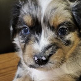 Australian Shepherds from Old South Aussies