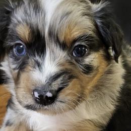Australian Shepherds from Old South Aussies