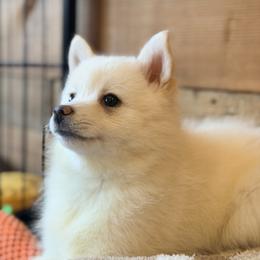 Athena - White female Pomsky puppy in Oak Harbor, Washington from Island Pomskies
