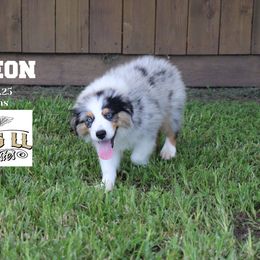Gideon - Blue merle male Miniature Australian Shepherd puppy in Madisonville, Texas from Flying LL Aussies