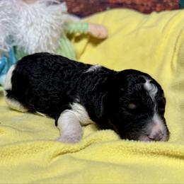 Black tri - Tri-color male Bernedoodle puppy in Blue Springs, Missouri from Jeanie’s Doodles