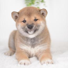 Norito - Red Boy - Red male Shiba Inu puppy in Neosho, Missouri from Sunny Terrace Shibas