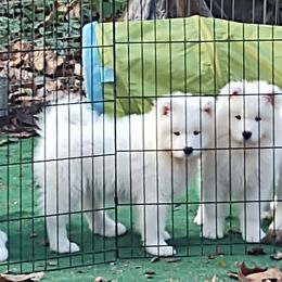 Borzoi and Samoyed Puppies from Kalabria