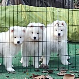 Borzoi and Samoyed Puppies from Kalabria