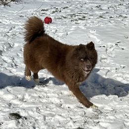 Kavik - Siberian Husky