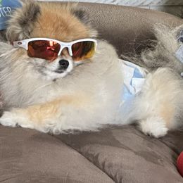 Pomeranian Puppies from Sparkle Plenty Poms