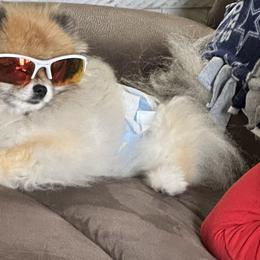 Pomeranian Puppies from Sparkle Plenty Poms