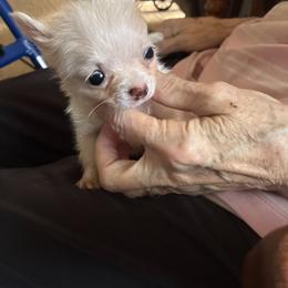 BARBIE - Cream female Chihuahua puppy in Polo, Missouri from Blue Tails Farm