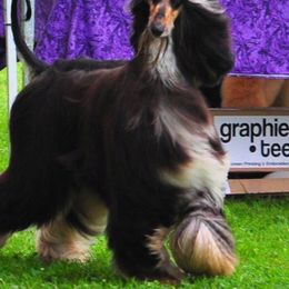 Afghan Hound All Grown Up from Singh Afghan Hounds