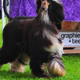 Afghan Hound All Grown Up from Singh Afghan Hounds