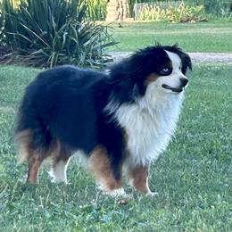 Boone - Toy Australian Shepherd