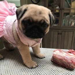 Pug Puppies from Pickwick Pugs