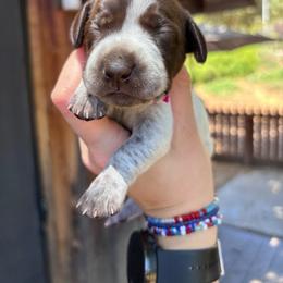 Paprika - hot pink collar - Liver roan female German Shorthaired Pointer puppy in Mokelumne Hill, California from Underhill GSP