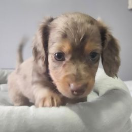 Dachshund Puppies from Poppy's Darling Dachshunds
