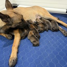 Belgian Malinois Puppies from Artaks Home Malinois