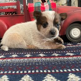 Queen Girl 3 - Red speckled female Australian Cattle Dog puppy in Monroe, Louisiana from The Sweet Kennels